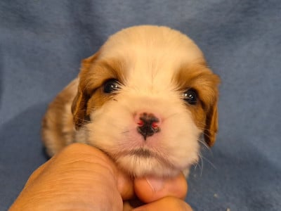 B... - Cavalier King Charles Spaniel
