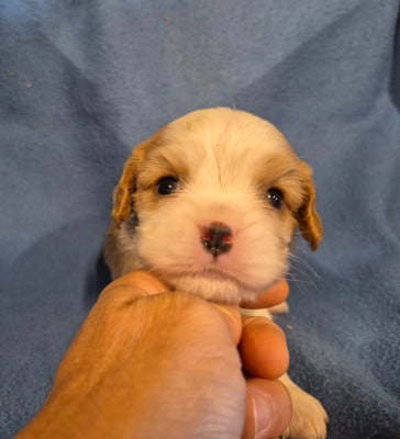 B... - Cavalier King Charles Spaniel