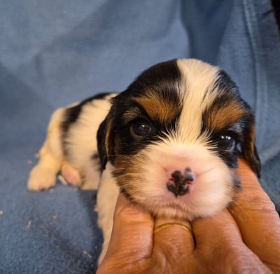 B... - Cavalier King Charles Spaniel