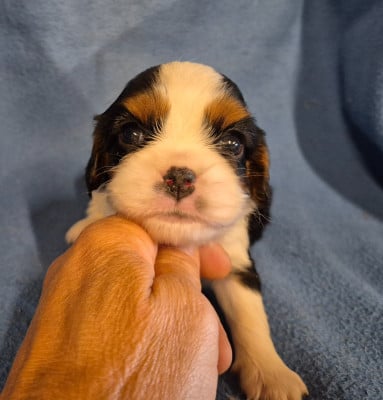 B... - Cavalier King Charles Spaniel