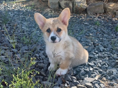 Les chiots de Welsh Corgi Pembroke