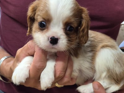 Les chiots de Cavalier King Charles Spaniel