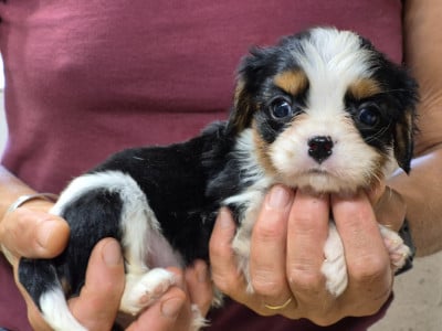 Les chiots de Cavalier King Charles Spaniel