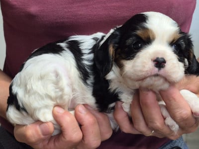 Cavalier King Charles Spaniel