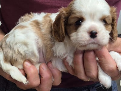 Les chiots de Cavalier King Charles Spaniel