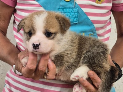 Les chiots de Welsh Corgi Pembroke