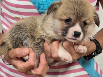 Les chiots de Welsh Corgi Pembroke