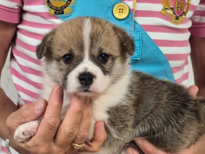 Les chiots de Welsh Corgi Pembroke