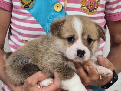 Les chiots de Welsh Corgi Pembroke
