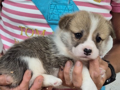Les chiots de Welsh Corgi Pembroke