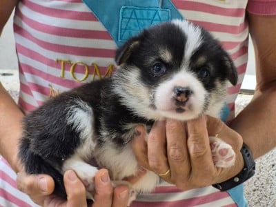 Les chiots de Welsh Corgi Pembroke