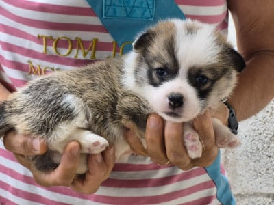 Les chiots de Welsh Corgi Pembroke