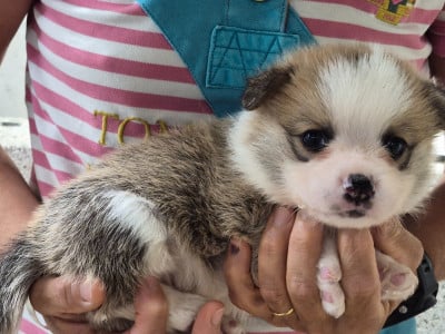 Les chiots de Welsh Corgi Pembroke
