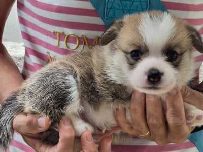 Les chiots de Welsh Corgi Pembroke