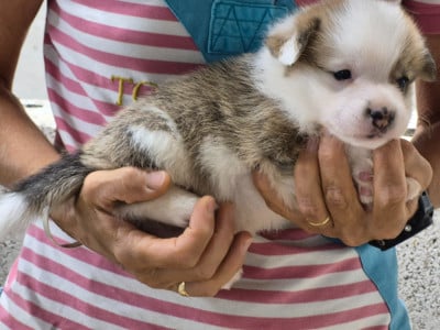 Les chiots de Welsh Corgi Pembroke