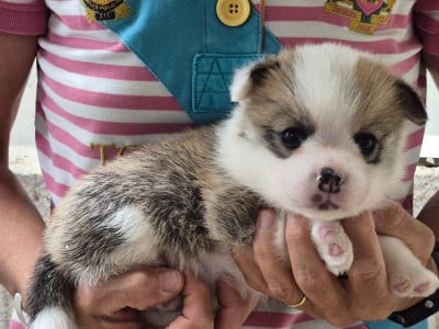 Les chiots de Welsh Corgi Pembroke
