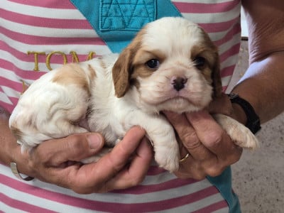 Les chiots de Cavalier King Charles Spaniel