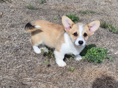 Les chiots de Welsh Corgi Pembroke