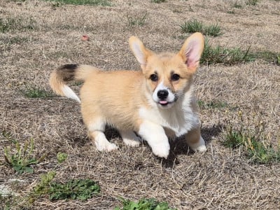 Les chiots de Welsh Corgi Pembroke