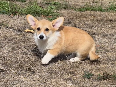 Les chiots de Welsh Corgi Pembroke