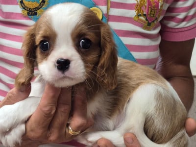 Les chiots de Cavalier King Charles Spaniel