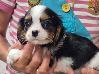 Les chiots de Cavalier King Charles Spaniel