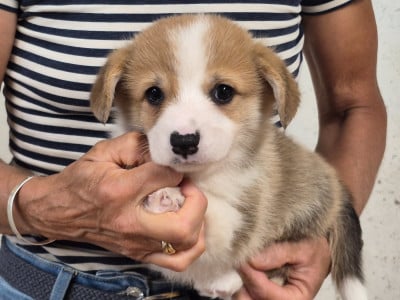 Les chiots de Welsh Corgi Pembroke