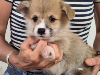 Les chiots de Welsh Corgi Pembroke