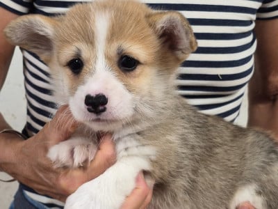 Les chiots de Welsh Corgi Pembroke