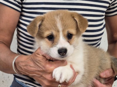 Les chiots de Welsh Corgi Pembroke