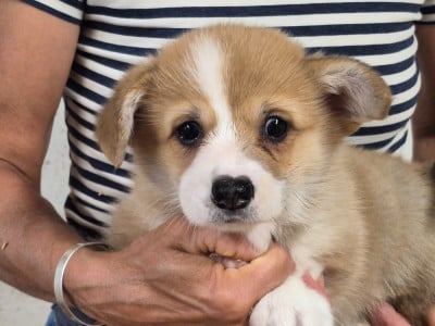 Les chiots de Welsh Corgi Pembroke