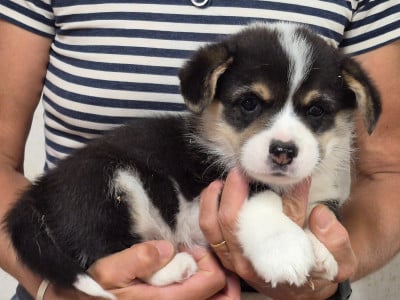 Les chiots de Welsh Corgi Pembroke