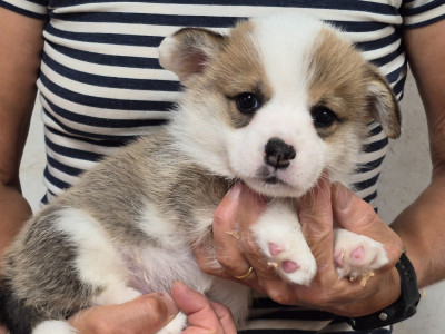 Les chiots de Welsh Corgi Pembroke