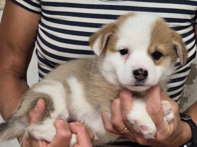 Les chiots de Welsh Corgi Pembroke