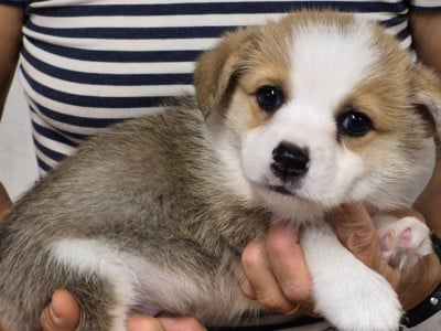 Les chiots de Welsh Corgi Pembroke