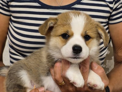 Les chiots de Welsh Corgi Pembroke