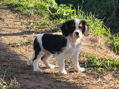 Les chiots de Cavalier King Charles Spaniel