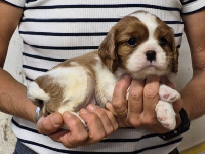 Cavalier King Charles Spaniel