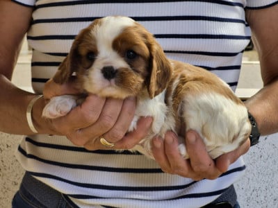 B... - Cavalier King Charles Spaniel