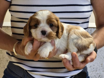 B... - Cavalier King Charles Spaniel