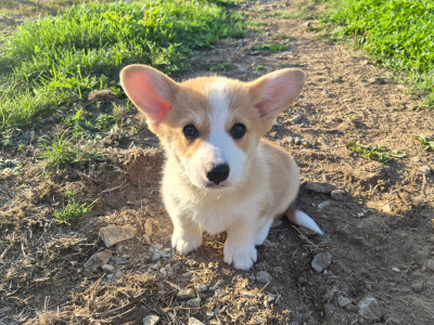 Les chiots de Welsh Corgi Pembroke