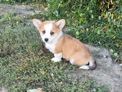 Les chiots de Welsh Corgi Pembroke
