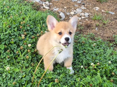 Les chiots de Welsh Corgi Pembroke
