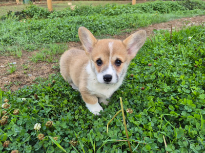 Les chiots de Welsh Corgi Pembroke