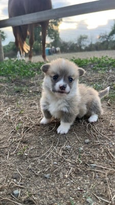 Les chiots de Welsh Corgi Pembroke