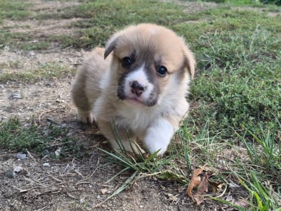 Les chiots de Welsh Corgi Pembroke