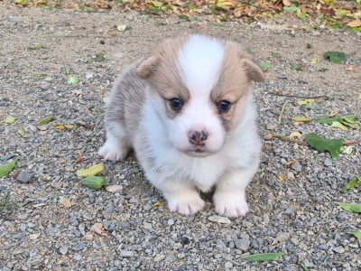 Les chiots de Welsh Corgi Pembroke