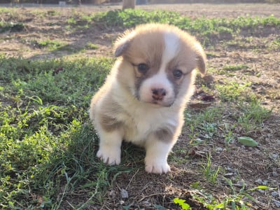 Les chiots de Welsh Corgi Pembroke