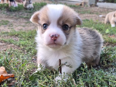 Les chiots de Welsh Corgi Pembroke