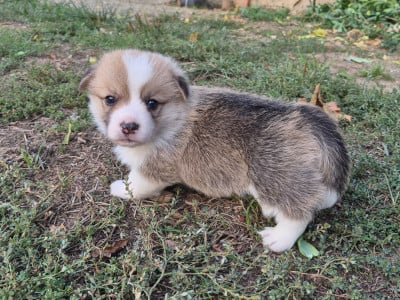 Les chiots de Welsh Corgi Pembroke